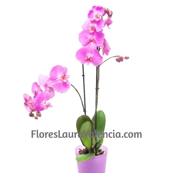 Orquídea Phalaenopsis