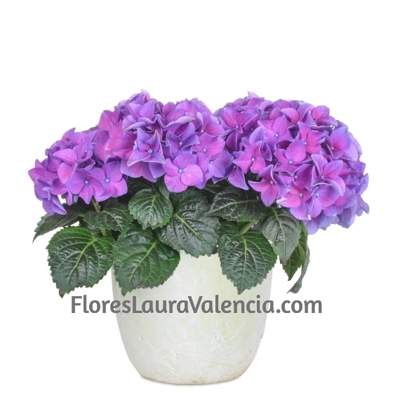 Planta Hortensia