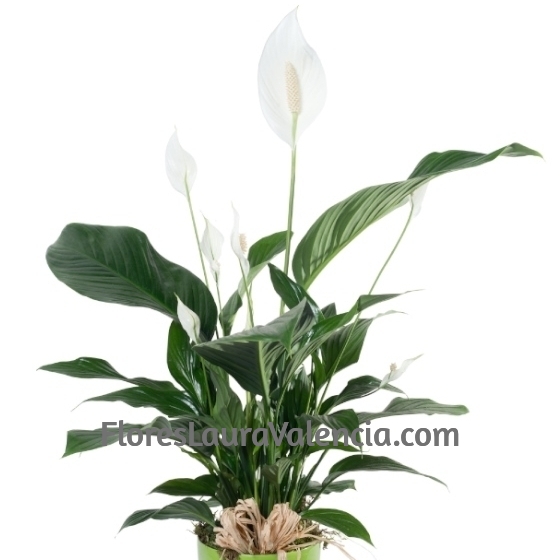 Planta Spathiphyllum