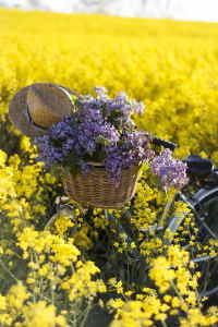 cestas de flores par cumpleaños, cestas de flores para regalar el día de la madre, cestas de flores para nacimiento, flores a domicilio baratas