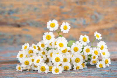 enviar cesta de flores primaverales a domicilio, Floristería Online, enviar cesta de flores para un nacimiento, cesta de flores para hospital, cesta de flores para una empresa, cesta de flores para una jubilación, cesta de flores para cumpleaños