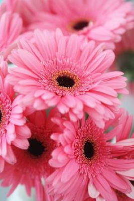 Gerberas de color rosa