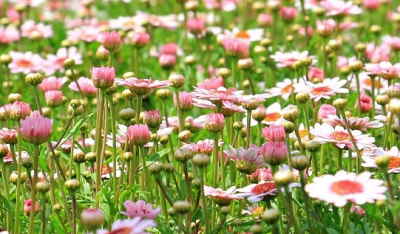 enviar cesta de flores primaverales a domicilio, enviar cesta de flores para un nacimiento, cesta de flores para hospital, Arte Floral, cesta de flores para una empresa, cesta de flores para una jubilación, cesta de flores para cumpleaños