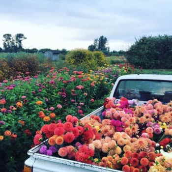 rosas online, Entregas de Centros de Flores de Regalo, flores online Sant Jordi, rosas online para Sant Jordi, rosas online para San Valentín, rosas online para mi mujer, envíar rosas a mi madre el día de la madre