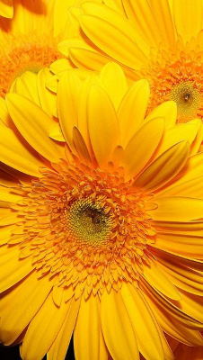 Enviar flores urgentes a domicilio baratas, enviar flores tonos alegres, flores de aniversario, flores, cestas de flores, flores nacimiento