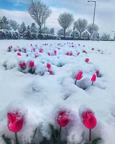 Ramo Funerario Blanco y Rosa, Flores para Tanatorio, Ramo de Flores para Defunción, Ramos Fúnebres para Tanatorio, Flores para Sepelio